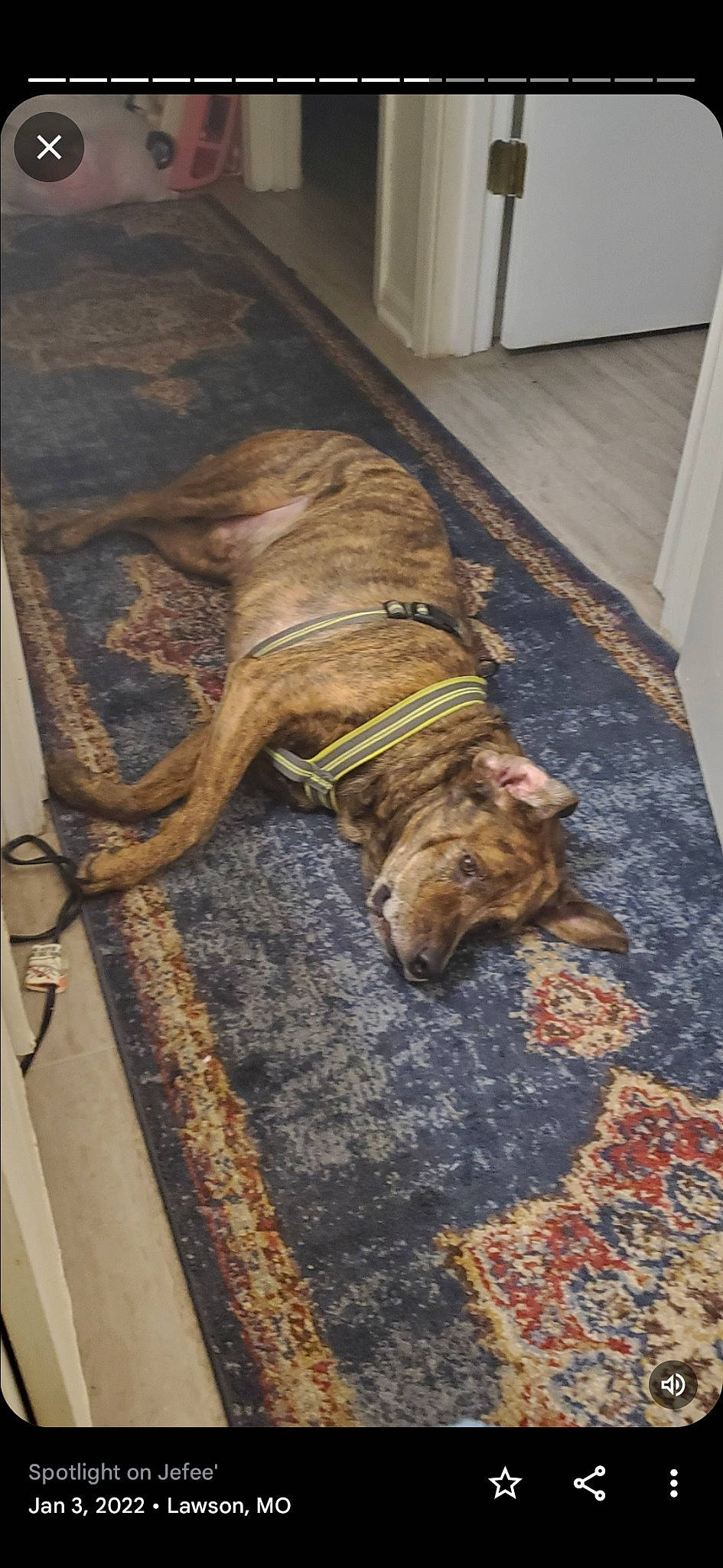 Jefee' is registered to the contest to win money with this photo: brown, canidae, carnivore, comfort, companion_dog, dog, dog_breed, fawn, floor, flooring, fur, hardwood, liver, snout, sporting_group, tail, wood, wood_flooring, wood_stain, working_animal