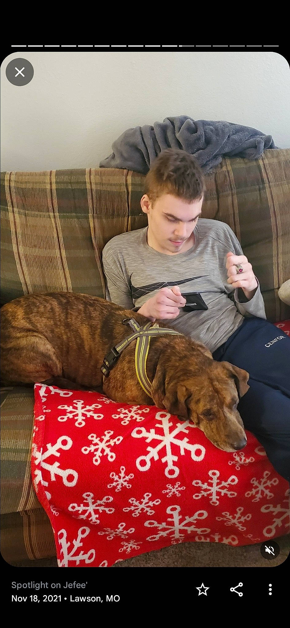 Jefee' joined the competition — help win amazing prizes! canidae, carnivore, collar, comfort, companion_dog, couch, dog, dog_breed, fawn, fur, furniture, guard_dog, lap, liver, room, sharing, sitting, sporting_group, working_animal