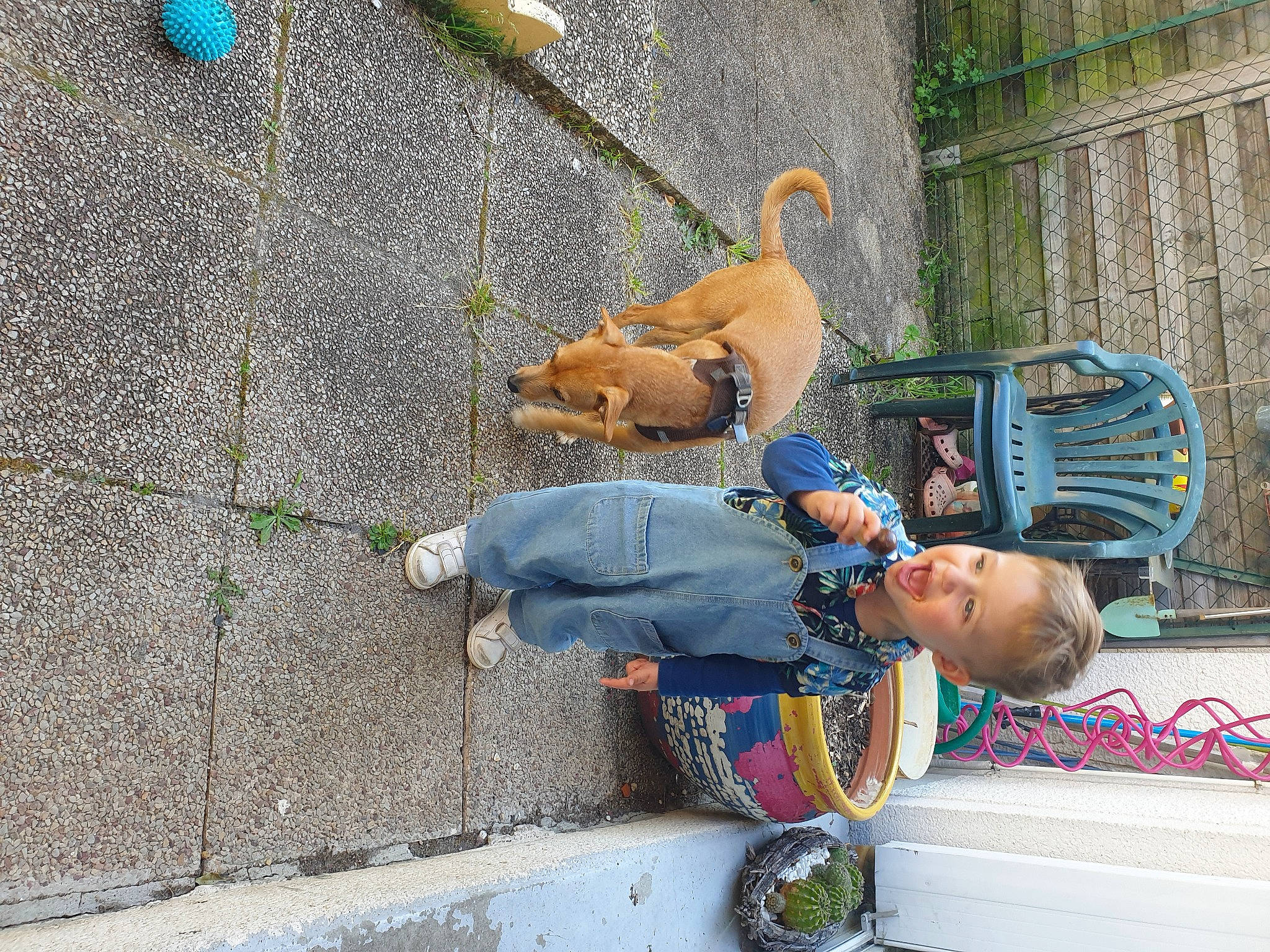 Izaak participe au concours pour gagner de l'argent avec cette photo : asphalt, canidae, carnivore, companion_dog, concrete, dog, dog_breed, fawn, leash, leisure, pedestrian, person, pet_supply, road, road_surface, sidewalk, sitting, street, street_fashion, wall