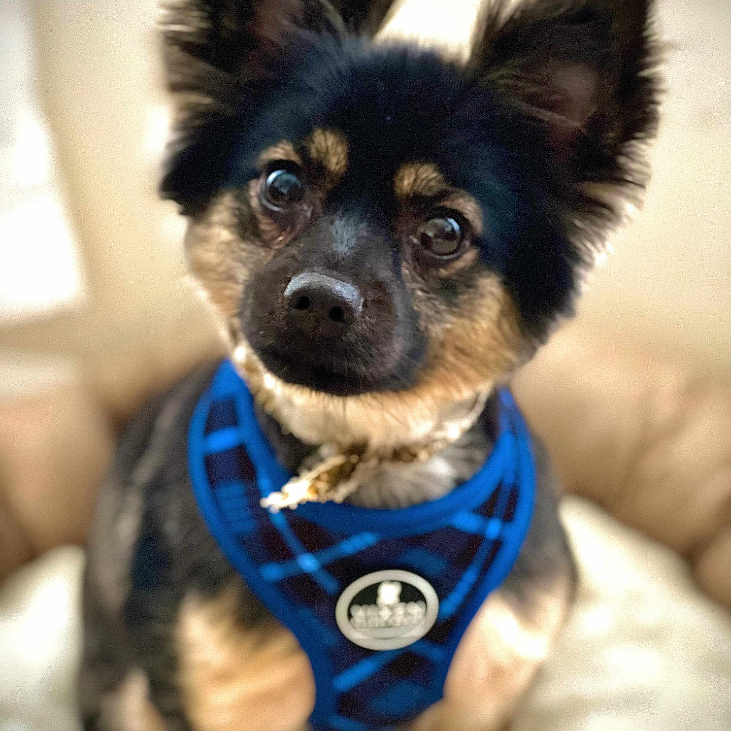 Gunny joined the competition — help win amazing prizes! accessories, animal, bandana, canine, chihuahua, clothing, cockerspaniel, dog, eskimodog, germanshepherd, harness, headband, husky, jewelry, leash, papillon, pet, puppy, scarf, strap
