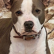 Swan a rejoint le concours — aidez-le/la à gagner de superbes lots ! dog, pitbull, canine, pet, portrait, close_up, ears, collar, blanket, fur, snout, paws, indoors, domestic, sofa, brown_white, stare, alert, companion, sitting