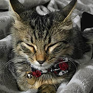 Sushi is registered to the contest to win money with this photo: cat, tabby, bow_tie, collar, pet, feline, whiskers, closed_eyes, resting, cozy, blanket, soft_texture, indoor, cute, animal, sleepy, fur, cute_pet, domestic_cat, relaxing