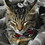 cat, tabby, bow_tie, collar, pet, feline, whiskers, closed_eyes, resting, cozy, blanket, soft_texture, indoor, cute, animal, sleepy, fur, cute_pet, domestic_cat, relaxing