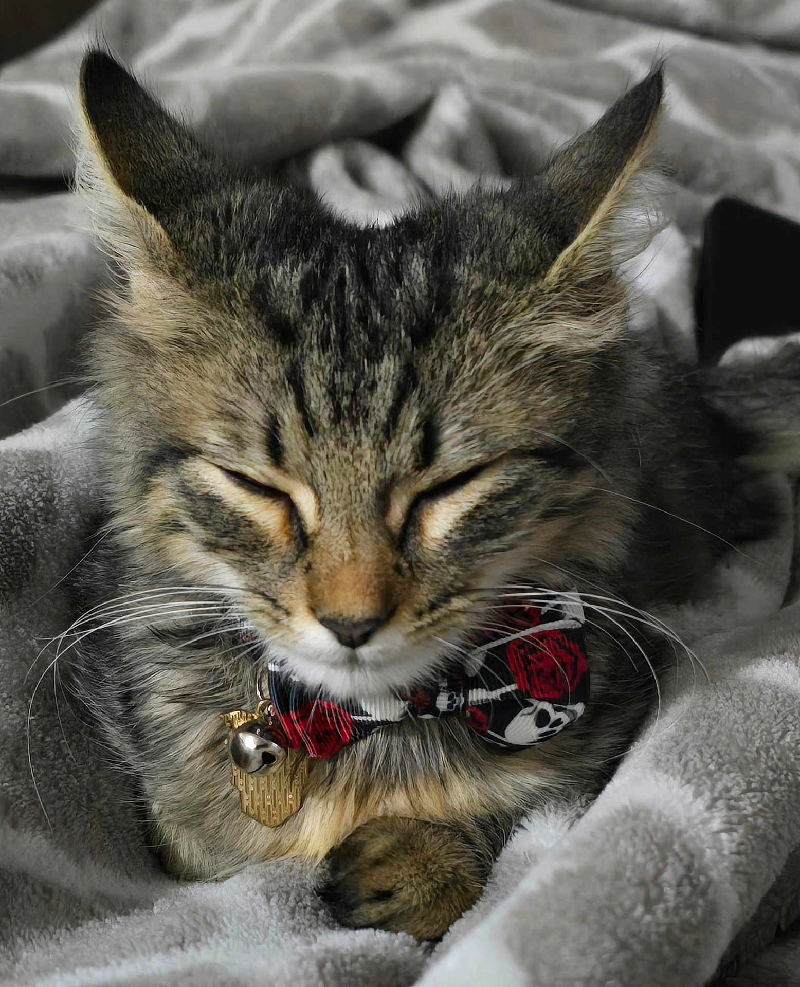 Sushi is registered to the contest to win money with this photo: cat, tabby, bow_tie, collar, pet, feline, whiskers, closed_eyes, resting, cozy, blanket, soft_texture, indoor, cute, animal, sleepy, fur, cute_pet, domestic_cat, relaxing