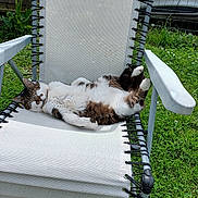 Moun a rejoint le concours — aidez-le/la à gagner de superbes lots ! cat, tabby, white_cat, lawn_chair, outdoor, grass, relaxing, sunny, pet, sleeping, animal, feline, recliner, summer, garden, nature, resting, domestic_cat, paw, comfortable