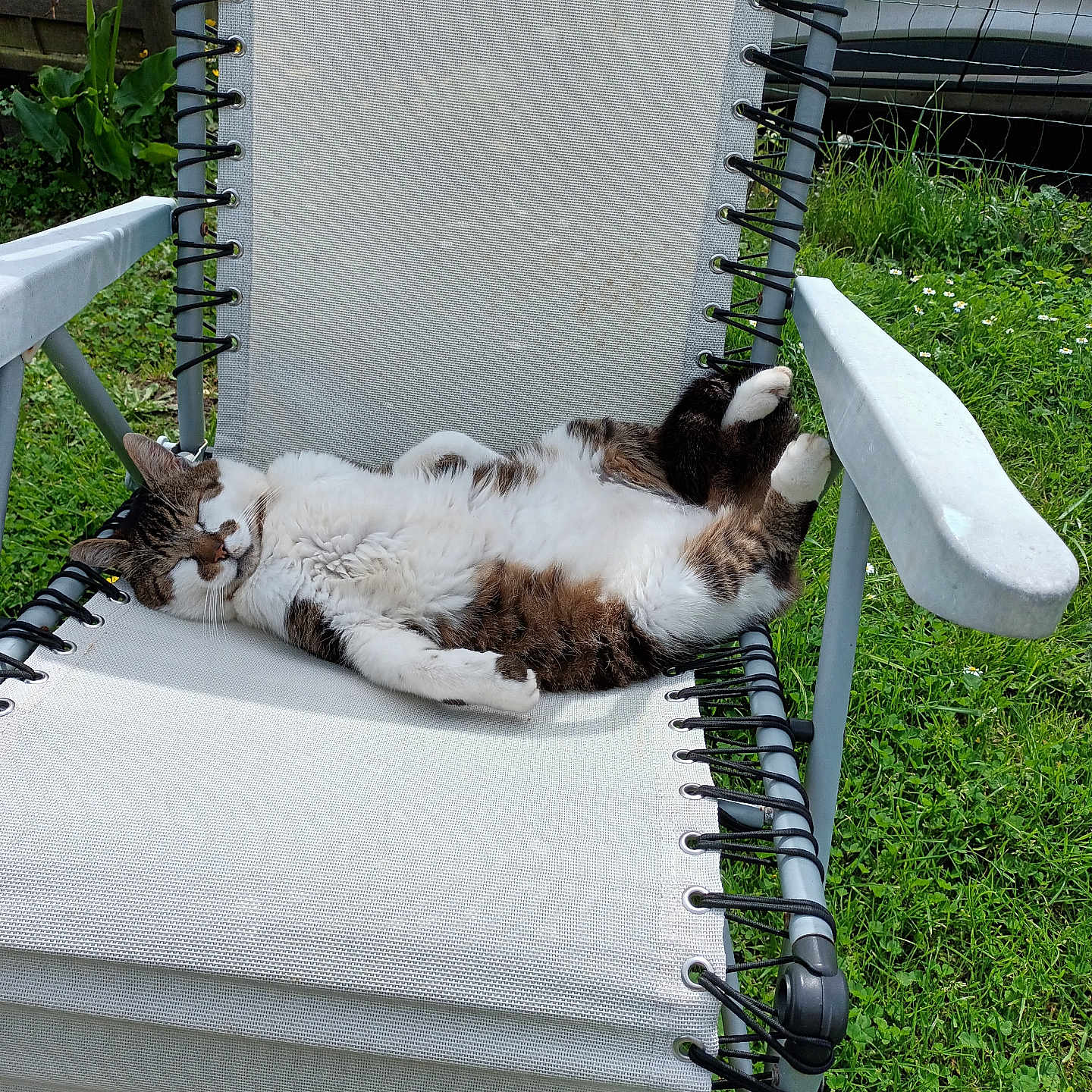 Moun a rejoint le concours — aidez-le/la à gagner de superbes lots ! animal, cat, comfortable, domestic_cat, feline, garden, grass, lawn_chair, nature, outdoor, paw, pet, recliner, relaxing, resting, sleeping, summer, sunny, tabby, white_cat