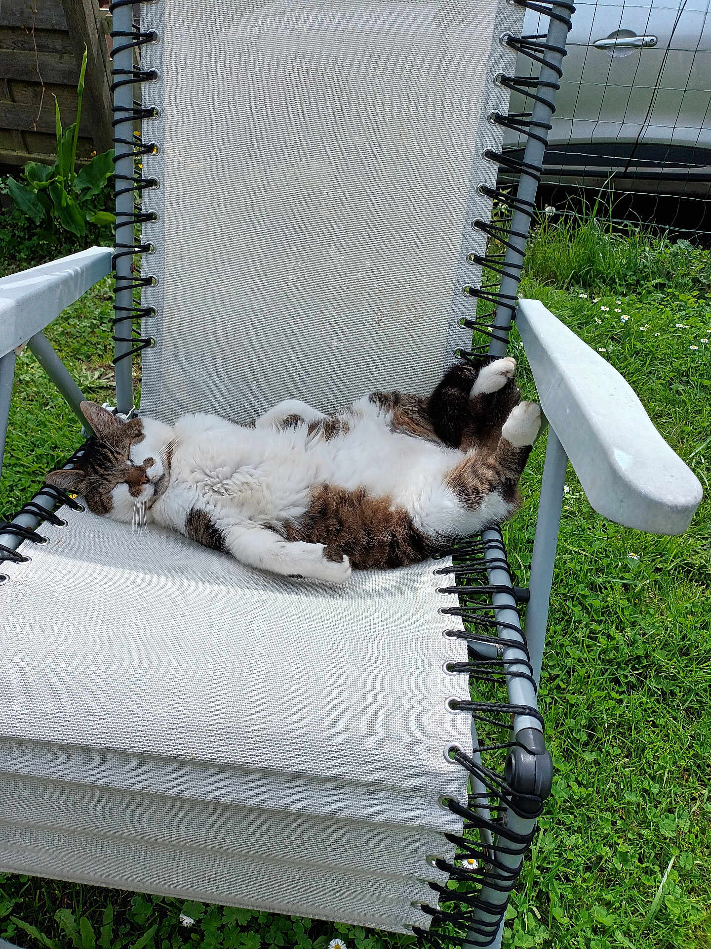 Moun a rejoint le concours — aidez-le/la à gagner de superbes lots ! cat, tabby, white_cat, lawn_chair, outdoor, grass, relaxing, sunny, pet, sleeping, animal, feline, recliner, summer, garden, nature, resting, domestic_cat, paw, comfortable