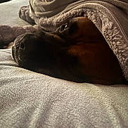 Poncho is registered to the contest to win money with this photo: dog, blanket, bed, cozy, resting, brown, black, fur, snuggled, indoor, relaxed, animal, pet, sleepy, soft, textile, comfort, warm, closeup, face