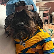 Breezy joined the competition — help win amazing prizes! dog, pet, clothing, sweater, cap, indoor, kitchen, black_dog, close_up, portrait, animal, cute, fashion, yellow, blue, striped, canine, domestic_animal, holding, accessory