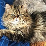 Gilik participe au concours pour gagner de l'argent avec cette photo : cat, fluffy, pet, animal, feline, fur, whiskers, blue_blanket, relaxed, indoor, closeup, mammal, paw, resting, cute, domestic_animal, portrait, tabby, sleepy, cozy