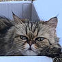 Gilik participe au concours pour gagner de l'argent avec cette photo : cat, fluffy, box, cardboard, grumpy, outdoor, pet, animal, feline, relaxed, fur, whiskers, ears, face, green_eyes, close_up, resting, cozy, nature, ground
