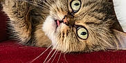 Gilik participe au concours pour gagner de l'argent avec cette photo : cat, tabby, fluffy, pet, animal, whiskers, green_eyes, tongue_out, chair, cushion, red_fabric, wood, beads, close_up, cute, indoor, relaxed, feline, portrait, resting