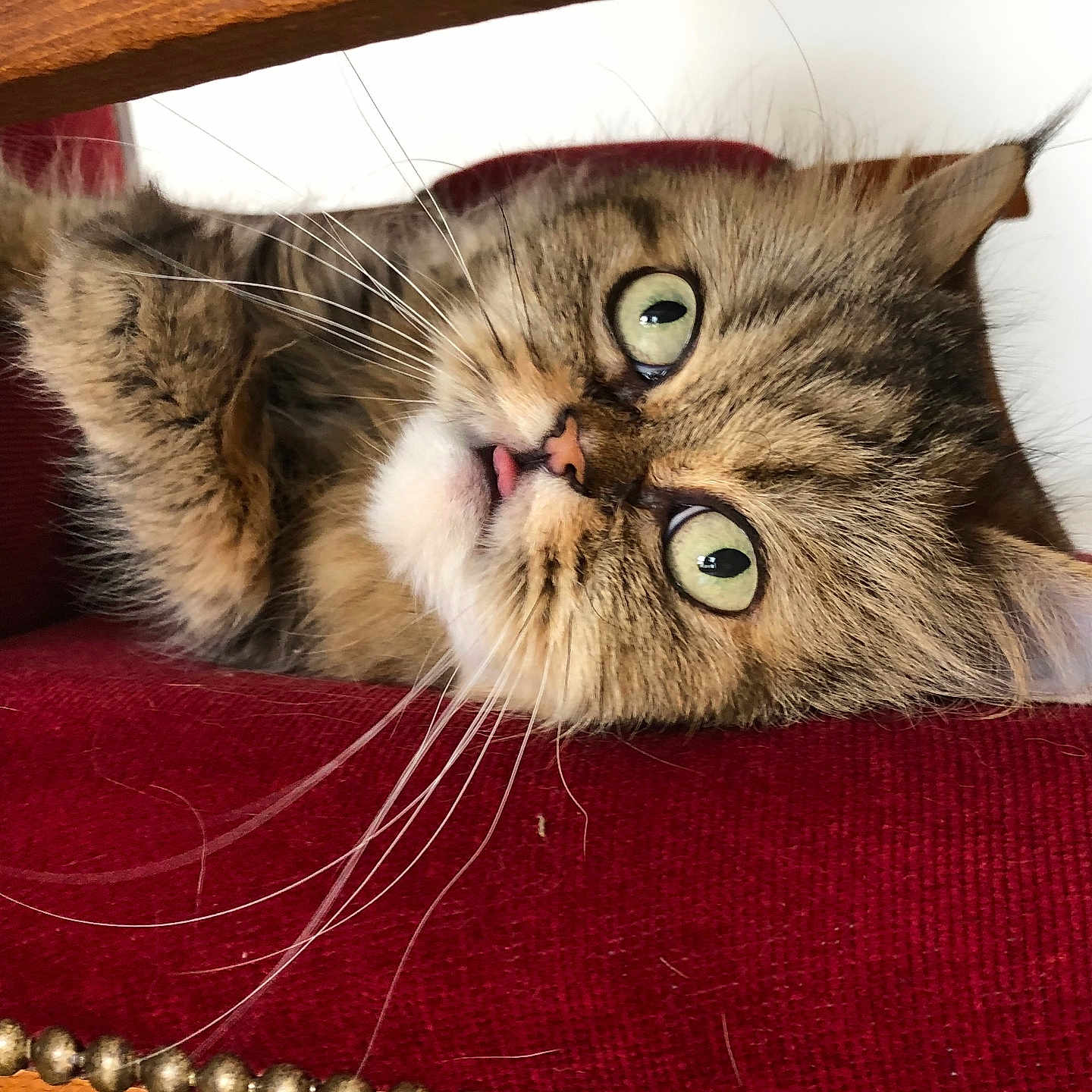 Gilik participe au concours pour gagner de l'argent avec cette photo : animal, beads, cat, chair, close_up, cushion, cute, feline, fluffy, green_eyes, indoor, pet, portrait, red_fabric, relaxed, resting, tabby, tongue_out, whiskers, wood