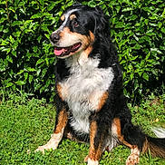 Luna a rejoint le concours — aidez-le/la à gagner de superbes lots ! dog, outdoor, grass, greenery, leafy_hedge, tricolor, happy, pet, canine, sitting, sunlight, nature, fur, tongue_out, animal, mammal, friendly, companion, summer, playful