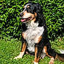 dog, outdoor, grass, greenery, leafy_hedge, tricolor, happy, pet, canine, sitting, sunlight, nature, fur, tongue_out, animal, mammal, friendly, companion, summer, playful