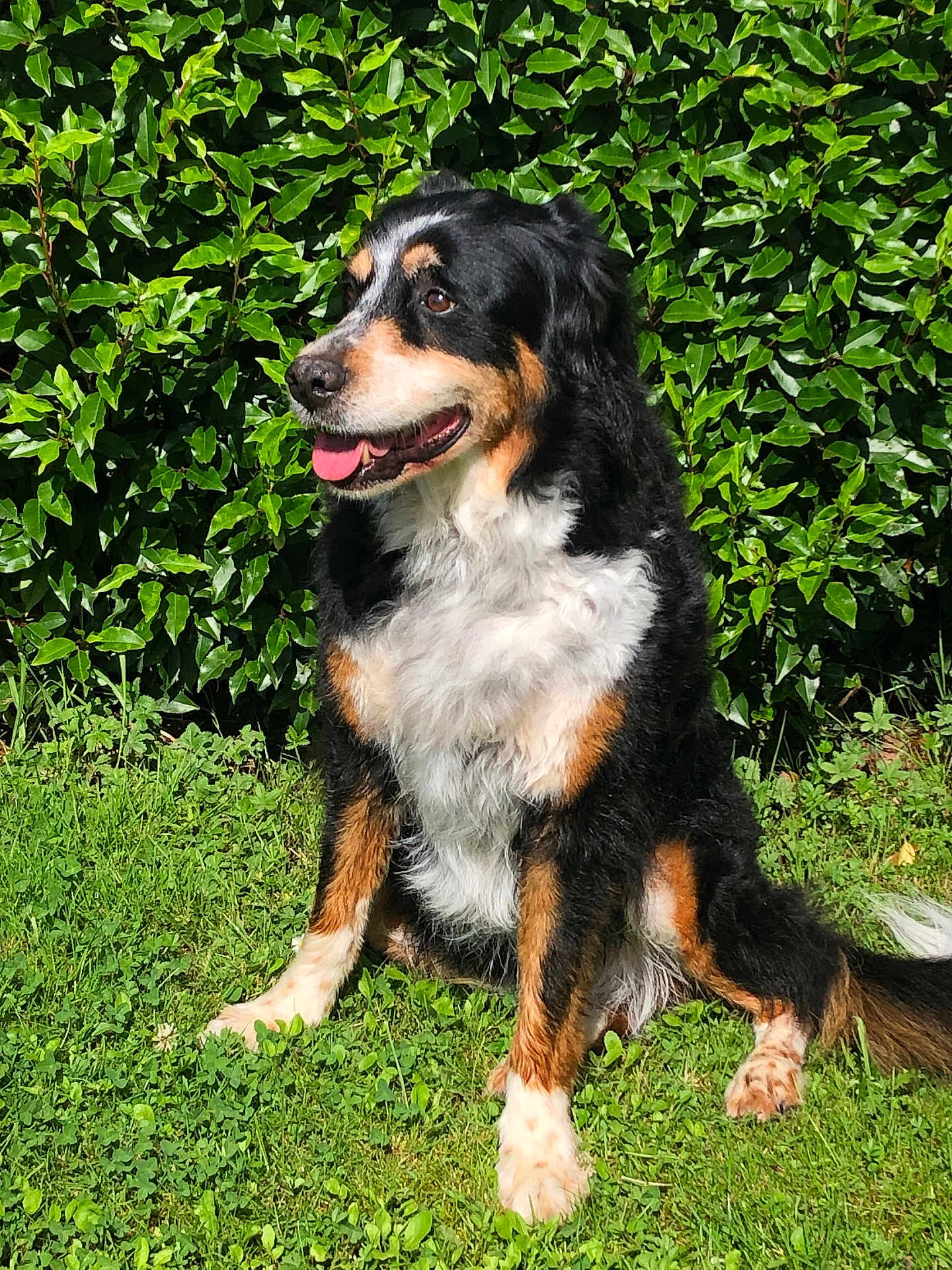 Luna a rejoint le concours — aidez-le/la à gagner de superbes lots ! dog, outdoor, grass, greenery, leafy_hedge, tricolor, happy, pet, canine, sitting, sunlight, nature, fur, tongue_out, animal, mammal, friendly, companion, summer, playful