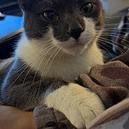 Bandit is registered to the contest to win money with this photo: cat, gray_cat, white_cat, pet, animal, whiskers, paw, close_up, indoor, resting, person_arm, cozy, fur, domestic_cat, curious, calm, soft_light, blurred_background, companion, relaxed