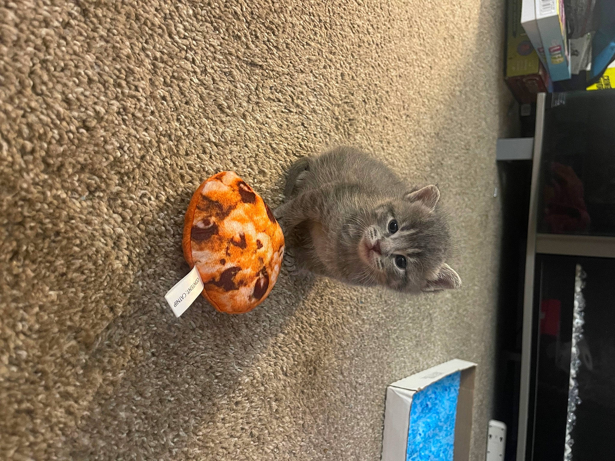 Luckie joined the competition — help win amazing prizes! asphalt, carnivore, cat, concrete, domestic_short_haired_cat, felidae, flooring, fur, grey, plant, road, road_surface, sidewalk, small_to_medium_sized_cats, soil, street, tail, whiskers, window, wood