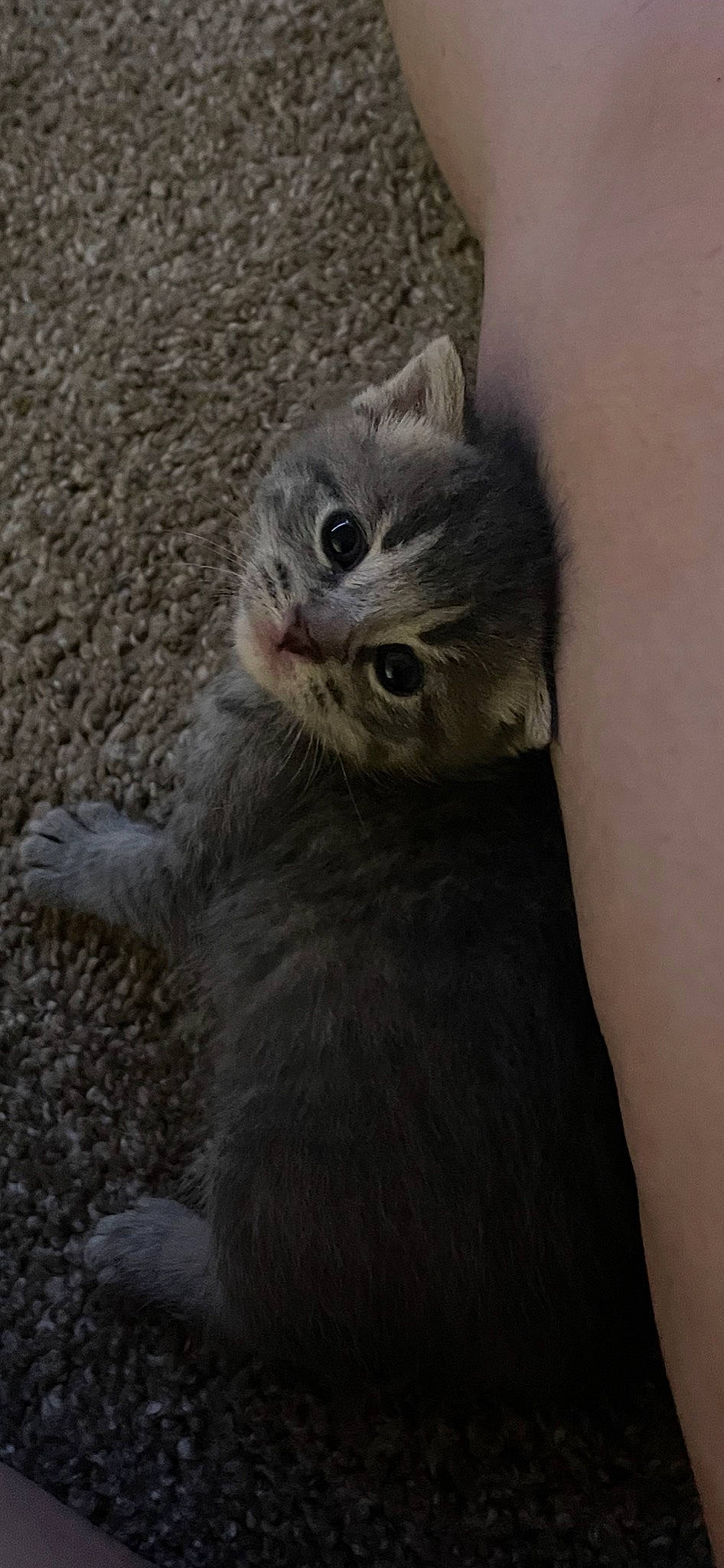 Luckie joined the competition — help win amazing prizes! carnivore, cat, claw, comfort, domestic_short_haired_cat, ear, eye, fawn, felidae, fur, grey, hair, iris, paw, russian_blue, small_to_medium_sized_cats, snout, tail, terrestrial_animal, whiskers