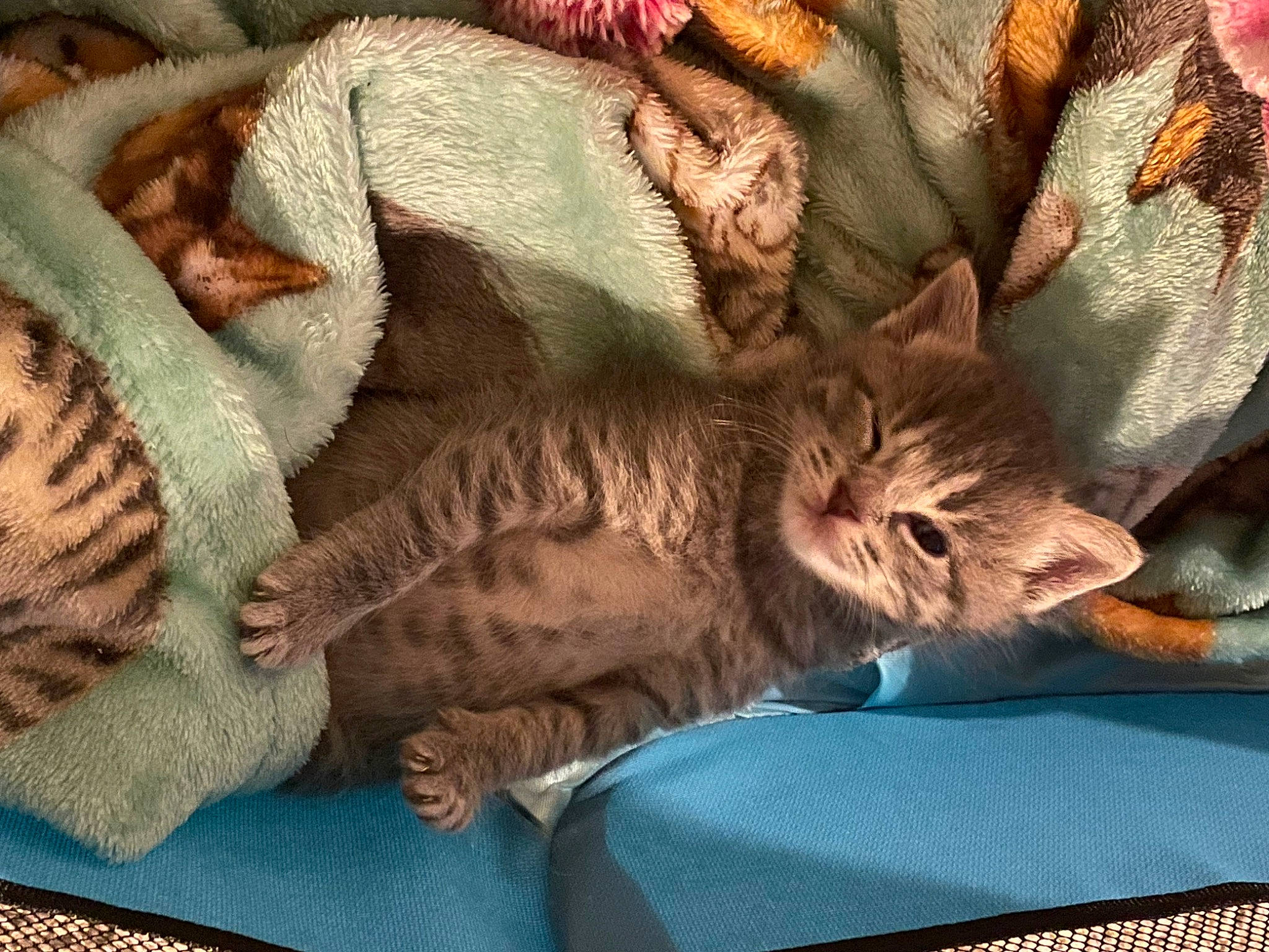 Luckie is registered to the contest to win money with this photo: carnivore, cat, cat_bed, claw, comfort, domestic_short_haired_cat, fawn, felidae, fur, linens, nap, pattern, sleep, small_to_medium_sized_cats, tail, textile, whiskers, wood, wool, woolen