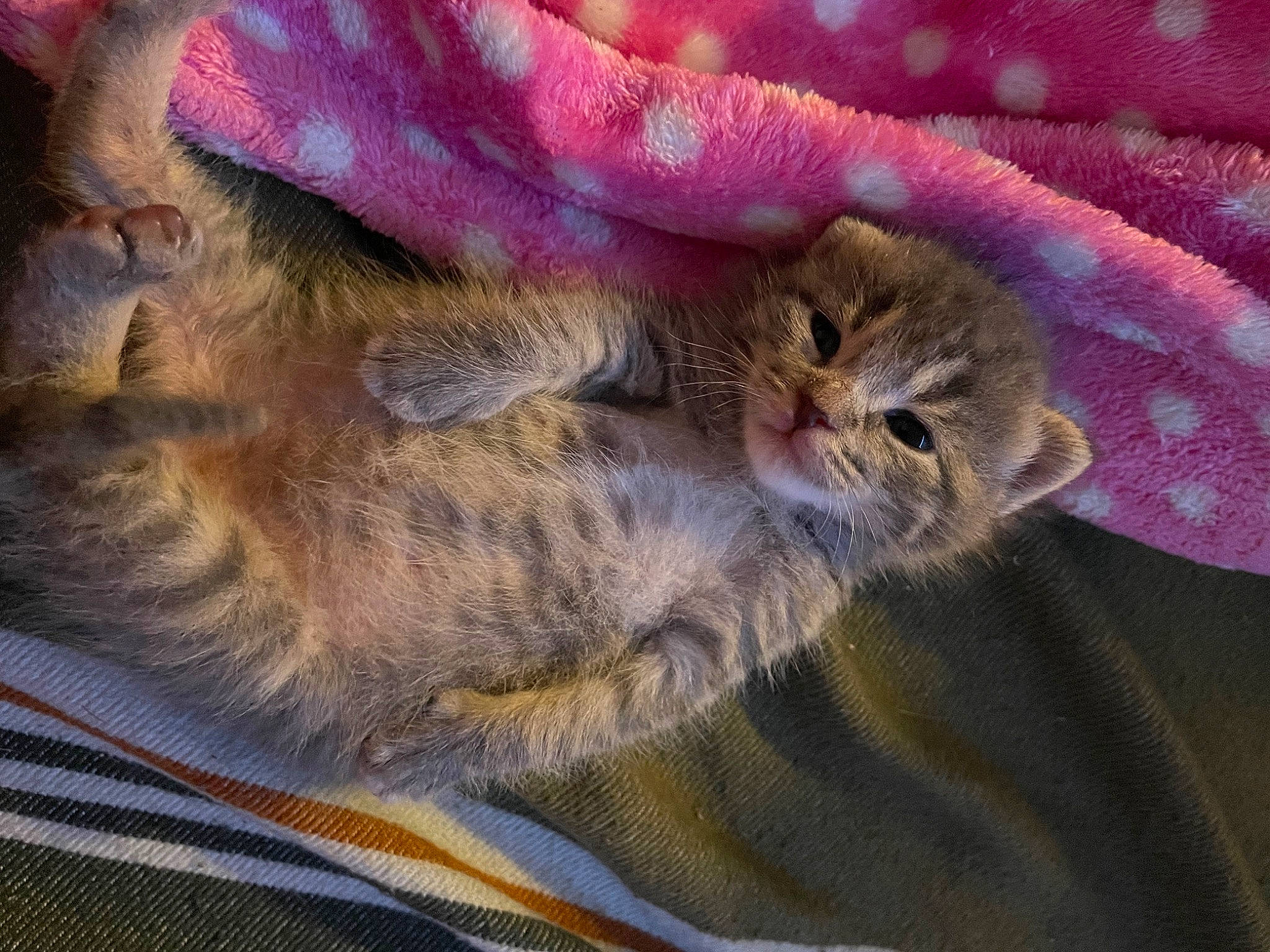 Luckie is registered to the contest to win money with this photo: carnivore, cat, claw, comfort, domestic_short_haired_cat, fawn, felidae, fur, knitting, linens, magenta, nap, paw, plant, sleep, small_to_medium_sized_cats, tail, thread, whiskers, wool