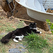 Crapule a rejoint le concours — aidez-le/la à gagner de superbes lots ! cat, grass, outdoor, construction, bathtub, dirt, plant, black_and_white, relaxed, fur, nature, ground, pipe, ladder, wood, soil, animal, daylight, quiet, resting