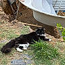 cat, grass, outdoor, construction, bathtub, dirt, plant, black_and_white, relaxed, fur, nature, ground, pipe, ladder, wood, soil, animal, daylight, quiet, resting