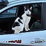 cat, black_and_white, vehicle, car, window, collar, outdoor, animal, pet, sitting, side_view, door_handle, reflection, nature, parked_car, fur, whiskers, ears, tail, calm