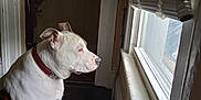 Bully joined the competition — help win amazing prizes! animal, blanket, blue_and_white, collar, curious, dog, doorway, floor, home, indoor, light, looking_out, pet, quilt, resting, shadow, side_view, white_dog, window, window_blinds