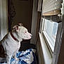 animal, blanket, blue_and_white, collar, curious, dog, doorway, floor, home, indoor, light, looking_out, pet, quilt, resting, shadow, side_view, white_dog, window, window_blinds