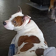 Bully is registered to the contest to win money with this photo: blanket, brown_and_white_dog, carpet, collar, corner, dog, door, flooring, furniture, home, indoor, living_room, looking_back, open_door, pet, purple_clothing, relaxed, resting, sock, wood_floor