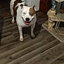 animal, brown_patches, canine, cat_furniture, dog, domestic, ears, flooring, happy, household, indoor, pet, playful, room, scratching_post, smiling, tail, tongue_out, white_patches, wooden_floor