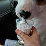 bottle, brown_patch, car_interior, car_seat, close_up, cream, dog, hand, human_hand, paper_bag, paw, pet, plastic_cup, seat_cover, side_mirror, treat, vehicle, white_dog, window, worn_seat