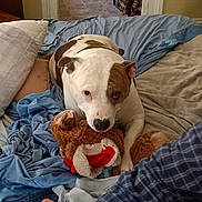 Bully is registered to the contest to win money with this photo: dog, bed, blanket, stuffed_toy, hand, plaid_shirt, room, doorway, refrigerator, floor, tile_floor, chair, pillow, indoor, pet, brown_and_white, relaxed, toy, furniture, casual