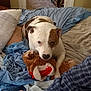 dog, bed, blanket, stuffed_toy, hand, plaid_shirt, room, doorway, refrigerator, floor, tile_floor, chair, pillow, indoor, pet, brown_and_white, relaxed, toy, furniture, casual