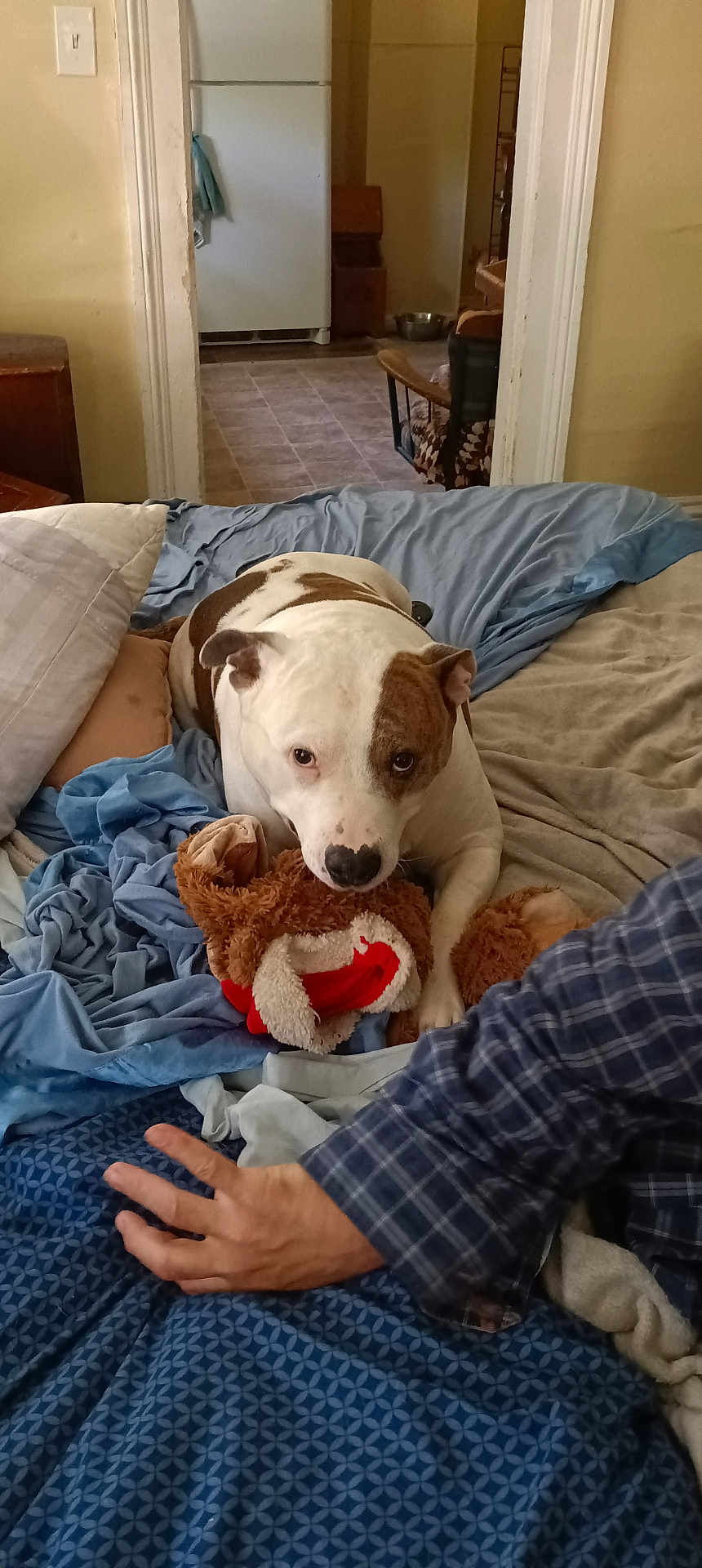 Bully