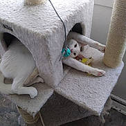 Lucifer joined the competition — help win amazing prizes! blanket, cat, cat_furniture, felidae, linens, small_to_medium_sized_cats, textile, towel, toy