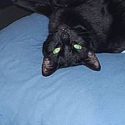 Shady is registered to the contest to win money with this photo: animal, black_cat, blanket, blue_blanket, cat, cozy, cute, dark_background, domestic_cat, feline, fur, indoor, lying_down, night, pet, relaxed, resting, upside_down, whiskers, yellow_eyes