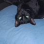 animal, black_cat, blanket, blue_blanket, cat, cozy, cute, dark_background, domestic_cat, feline, fur, indoor, lying_down, night, pet, relaxed, resting, upside_down, whiskers, yellow_eyes