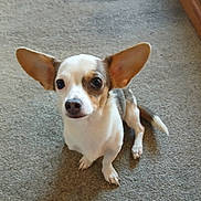 Milo is registered to the contest to win money with this photo: dog, small_dog, ears, carpet, indoor, pet, animal, cute, brown_and_white, sitting, looking_up, curious, canine, domestic_animal, short_fur, paw, tail, friendly, alert, companion