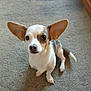 dog, small_dog, ears, carpet, indoor, pet, animal, cute, brown_and_white, sitting, looking_up, curious, canine, domestic_animal, short_fur, paw, tail, friendly, alert, companion