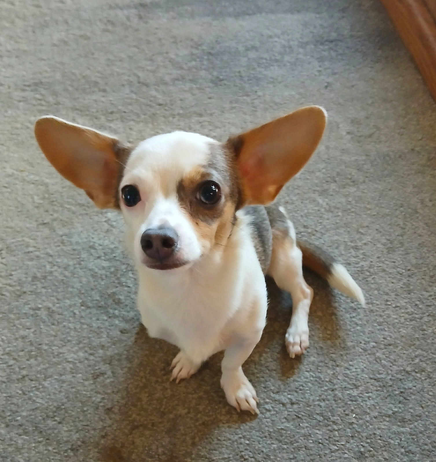 Milo is registered to the contest to win money with this photo: dog, small_dog, ears, carpet, indoor, pet, animal, cute, brown_and_white, sitting, looking_up, curious, canine, domestic_animal, short_fur, paw, tail, friendly, alert, companion
