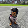 Tikki joined the competition — help win amazing prizes! dog, dachshund, pet, outdoor, gravel, sunlight, harness, tongue_out, blurred_background, grass, sky, clouds, houses, small_dog, animal, canine, happy, sitting, portrait, daytime