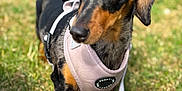 Tikki joined the competition — help win amazing prizes! dog, dachshund, pet, animal, grass, outdoor, harness, leash, brown, black, small_dog, canine, closeup, portrait, cute, alert, walking, sunlight, nature, ears