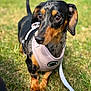 dog, dachshund, pet, animal, grass, outdoor, harness, leash, brown, black, small_dog, canine, closeup, portrait, cute, alert, walking, sunlight, nature, ears