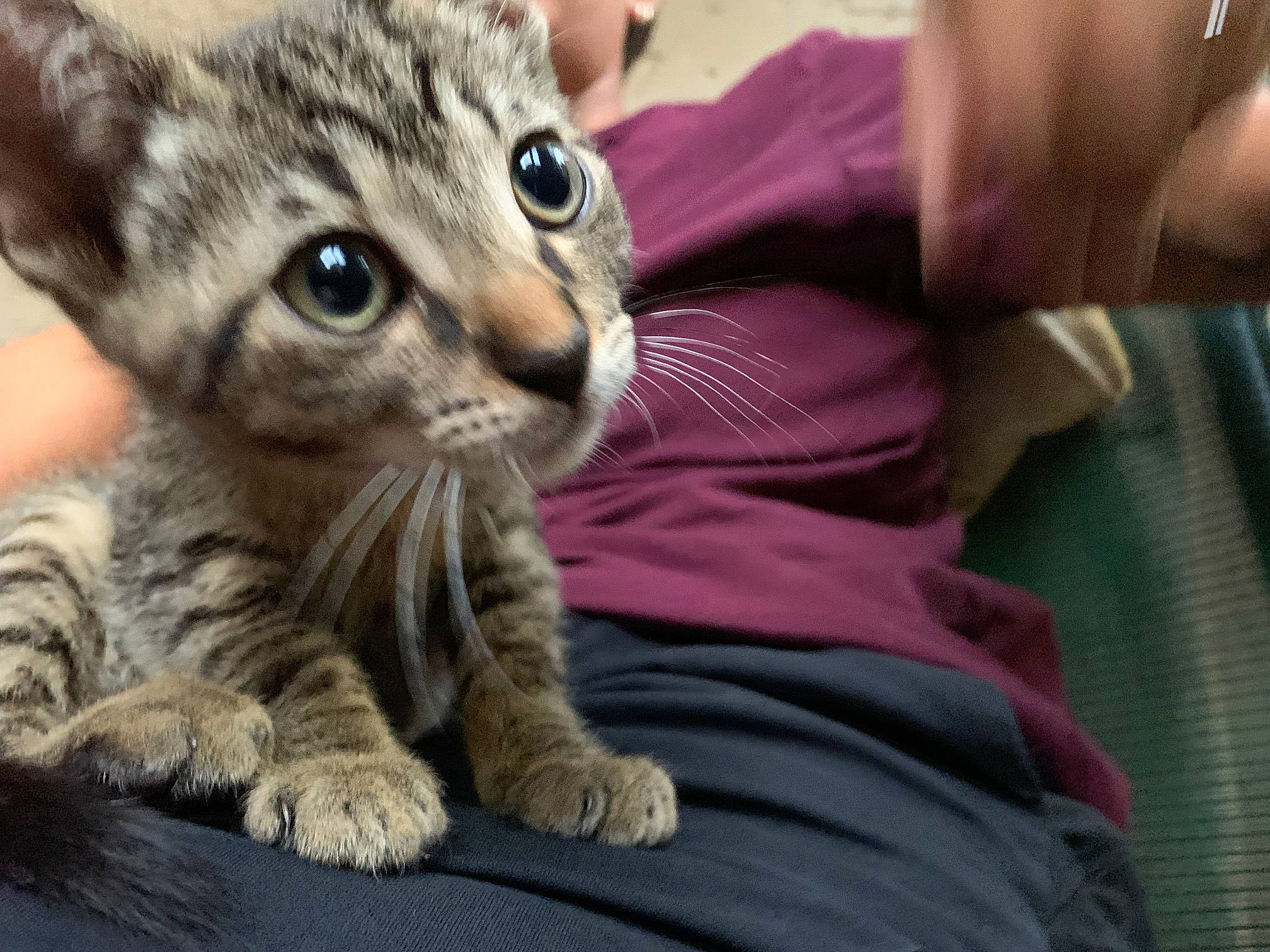 Manchitas is registered to the contest to win money with this photo: carnivore, cat, claw, comfort, couch, domestic_short_haired_cat, eye, fawn, felidae, fur, paw, sitting, small_to_medium_sized_cats, snout, tail, terrestrial_animal, whiskers, wildlife