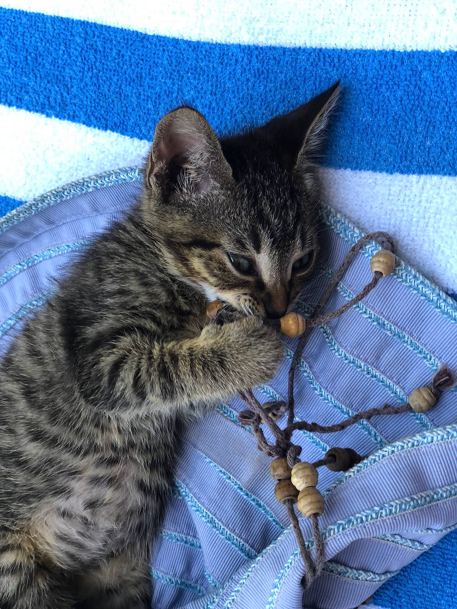 Manchitas is registered to the contest to win money with this photo: blue, carnivore, cat, claw, comfort, domestic_short_haired_cat, electric_blue, felidae, fur, grass, linens, pattern, paw, small_to_medium_sized_cats, snout, tail, terrestrial_animal, whiskers