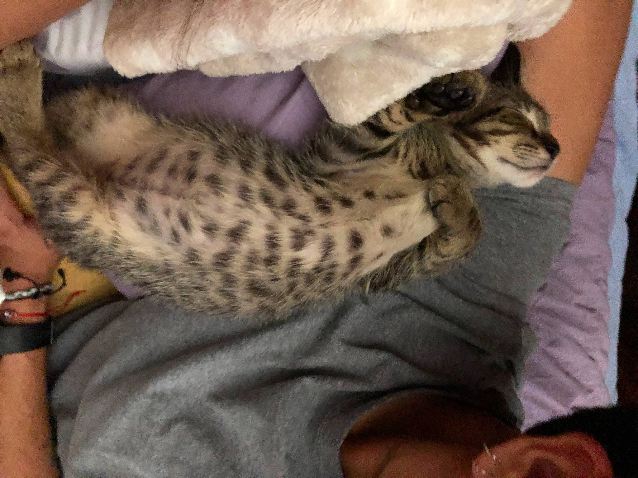 Manchitas joined the competition — help win amazing prizes! bed, carnivore, cat, claw, comfort, domestic_short_haired_cat, fawn, felidae, fur, human_leg, jewellery, linens, nail, nap, paw, small_to_medium_sized_cats, tail, terrestrial_animal, whiskers