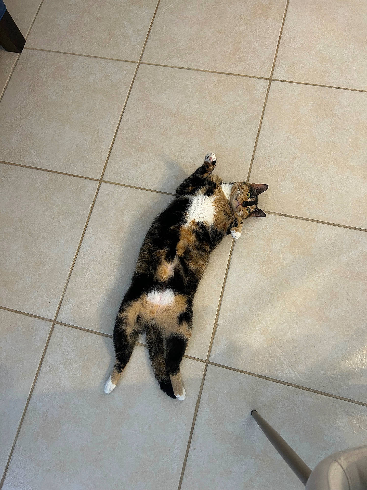 Rayitas joined the competition — help win amazing prizes! abyssinian, accessories, animal, architecture, building, cat, furniture, hardwood, indoors, kitten, leash, livingroom, manx, person, pet, room, sleeping, strap, tile, wood