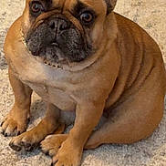 Lily is registered to the contest to win money with this photo: adorable, animal, brown, canine, carpet, companion, cute, dog, domestic_animal, ears, french_bulldog, fur, indoor, looking_up, paw, pet, pet_care, portrait, sitting, wrinkles